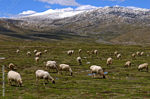 Ovelhas pastando no Parque Nacional Qomolangma. Tingri. Tibete. China. Asia photo