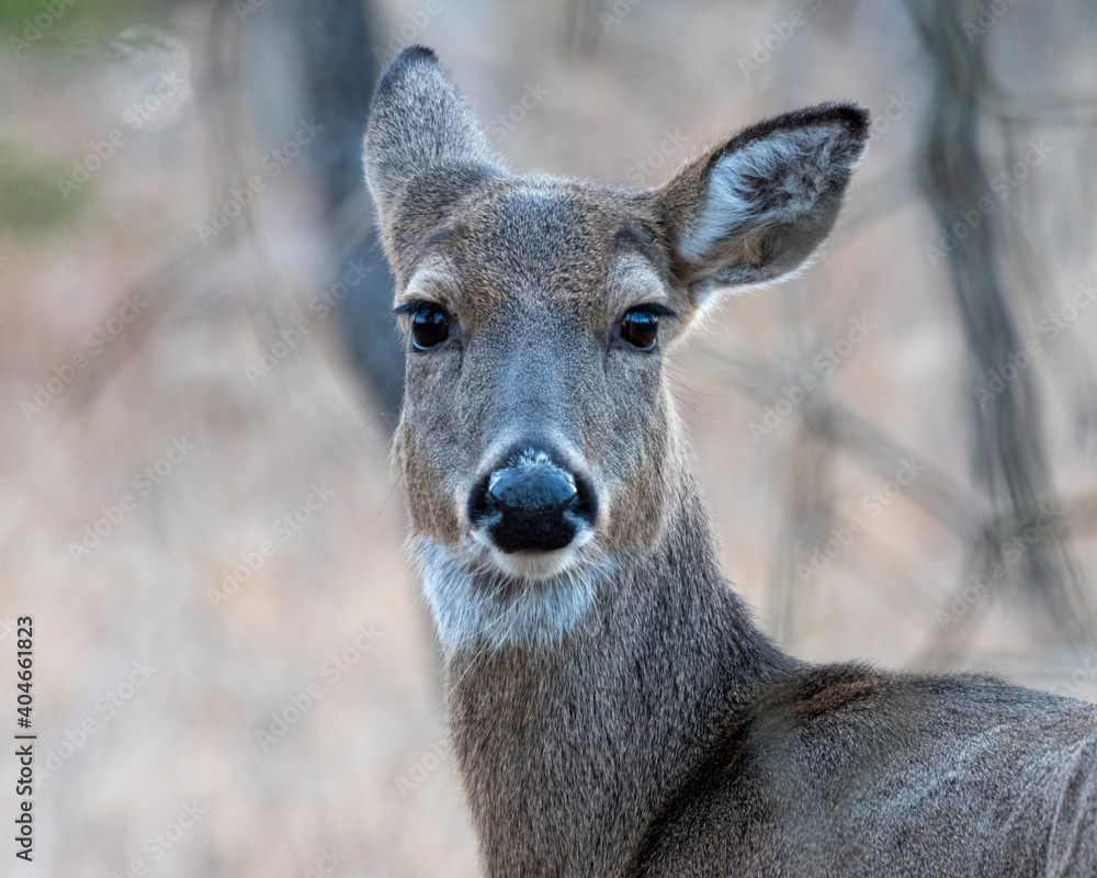 white tail deer in the woods