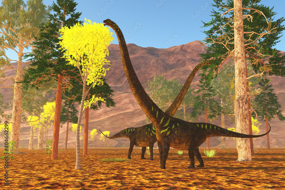 Fototapeta premium Mamenchisaurus Dinosaur Eating - Mamenchisaurus youngi sauropod dinosaurs munch on trees during the Jurassic Period of China.