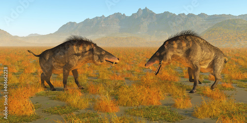 Entelodon Animal Fight - Two omnivorous Entelodon pigs face each other in a territorial fight during Europe s prehistoric Eocene Period.