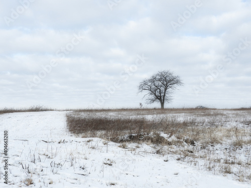Tree in the Snow: Landscape view of a single, bare tree on the prairie on a cold winter day after recent snow fall 