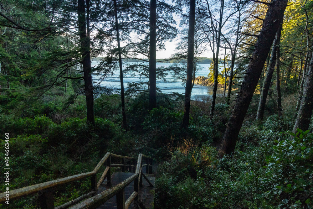 Obraz premium path in the woods