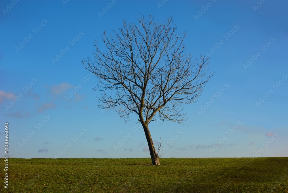 lonely tree on a meadow with clear blue sky lonely tree on a meadow with clear blue sky