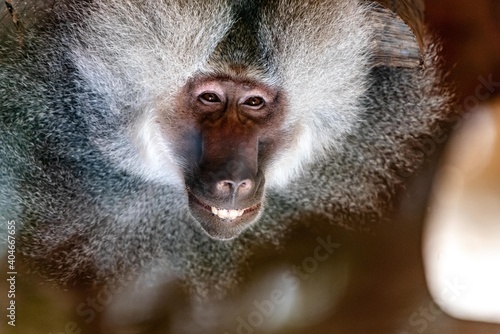 Tapety artystyczne macaco sorrindo 