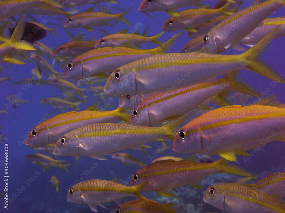 fish in the water fish in the water
