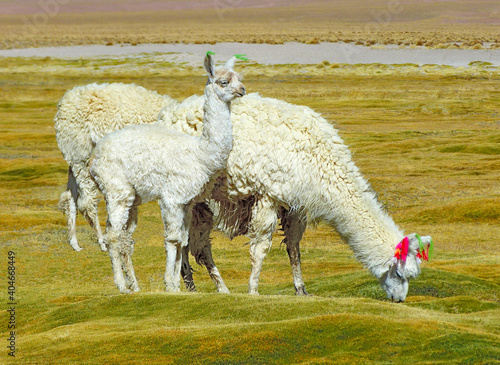 Alpaca huacaya animal with little funny white shaggy cub alpaca baby grazing in bofedales meadow pasture highlands Andes Bolivia South America. Colorful decorative ribbon in alpacas wool ears. photo