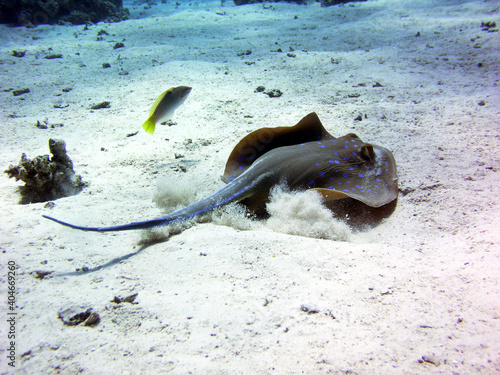 Naklejka manta ray