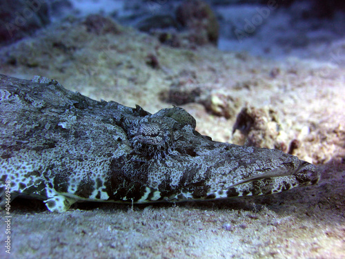 Plakat crocodile fish