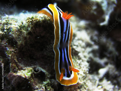 Obraz na płótnie red sea anemone