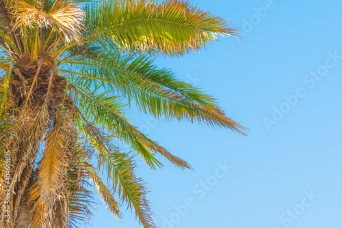 Tropical floral background. Palm tree and clear blue sky on background with copy space