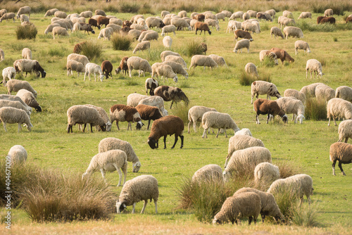 flock of black and white sheep eating grass with green background