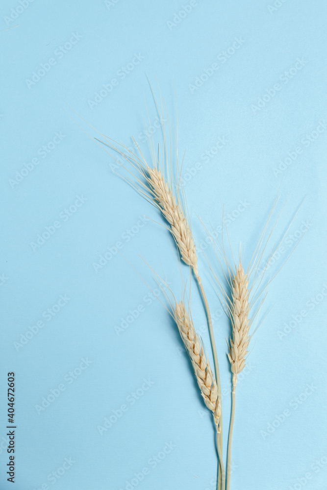 wheat ears on a blue background wheat ears on a blue background