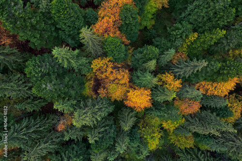 Deciduous autumn forest, aerial view, pattern or texture.