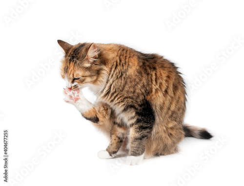 Cat grooming paw. A multicolored torbie kitty is cleaning or licking between toes and claws of hindleg while sitting. Toes are spread out. Selective focus. Isolated on white. photo