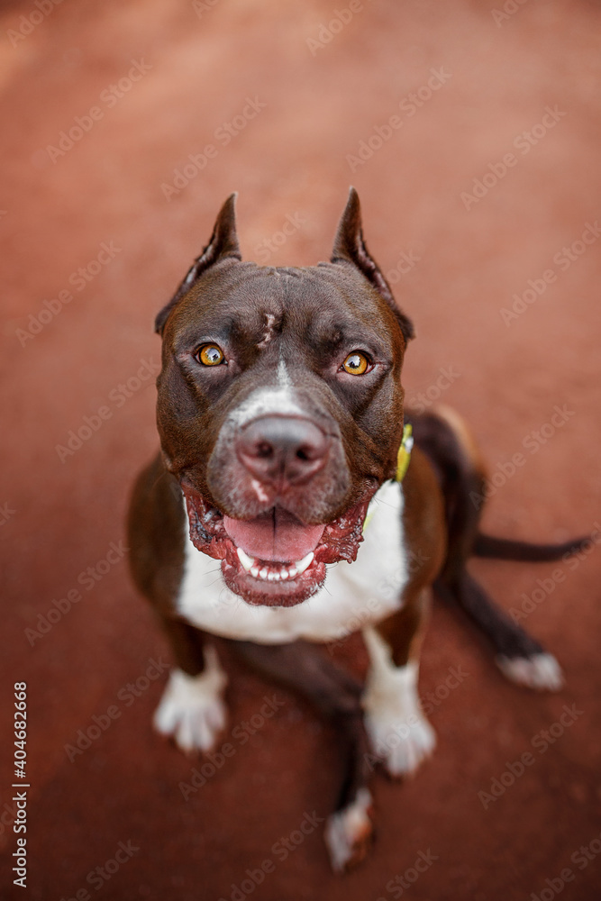 Beautiful happy brown pitbull dog