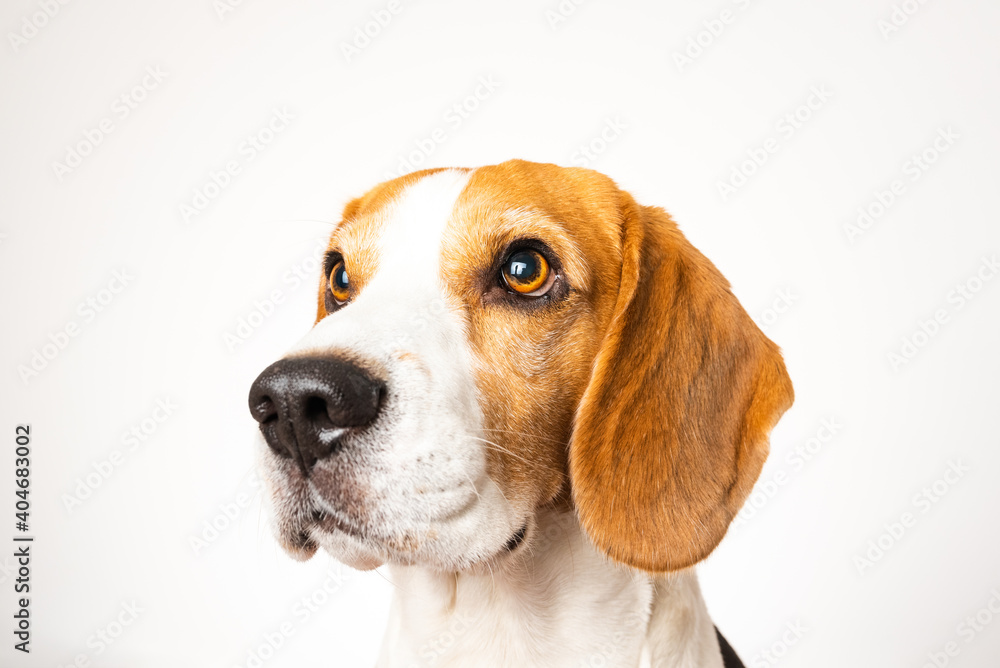 Beagle dog portrait isolated on white background. Studio shoot