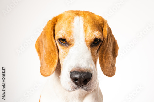 Beagle dog portrait isolated on white background. Studio shoot © Przemyslaw Iciak