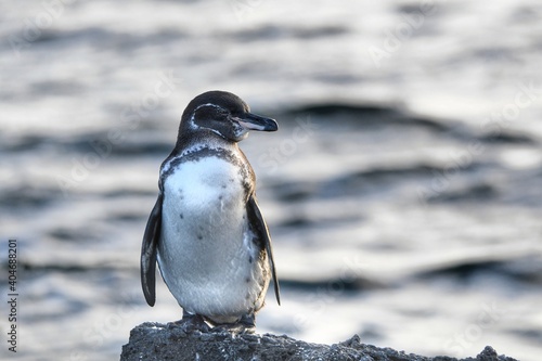 Galapagos penguin