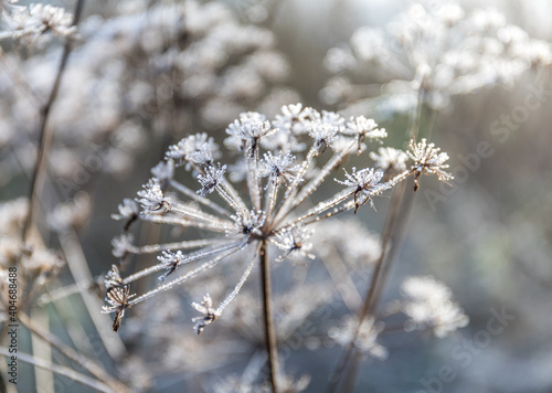 A frozen flower. © Evangelos