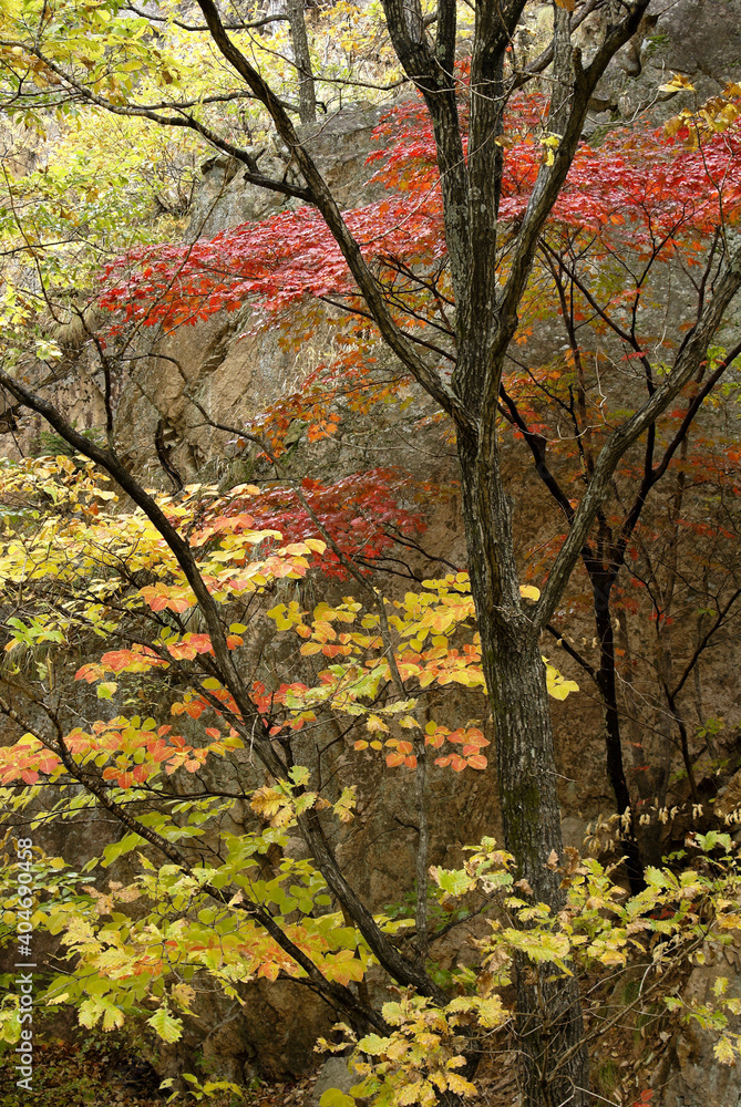 Colorful autumn foliage in South Korea