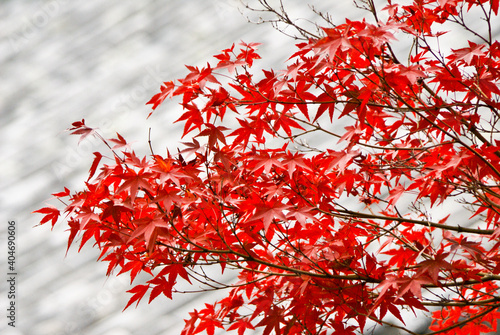 Red maple leaves in South Korea photo