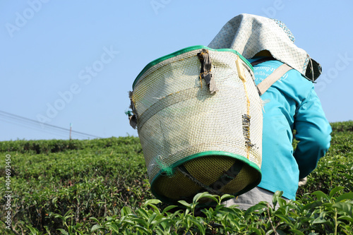 People working in tea plantation.