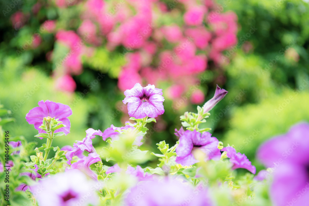 Flower with colorful of nature. Flower with colorful of nature.