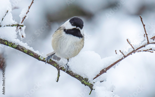 Black-capped Chickadee In Winter