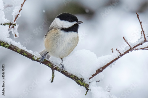 Black-capped Chickadee 2