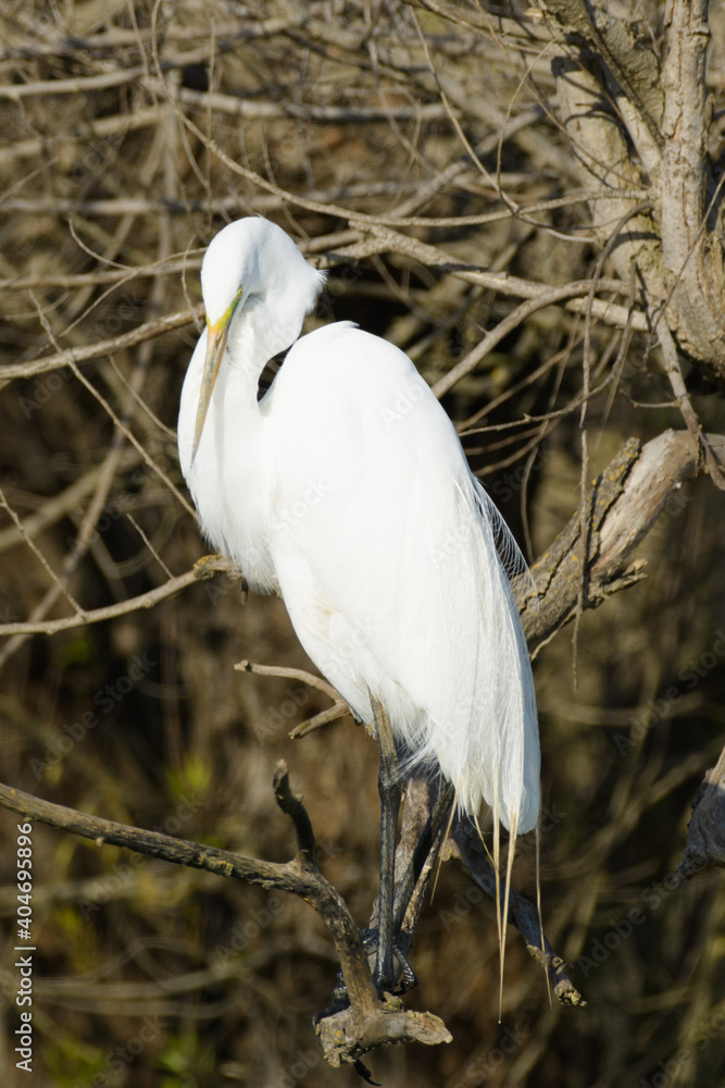 Fototapeta premium Great egret bird perched in dead tree portrait
