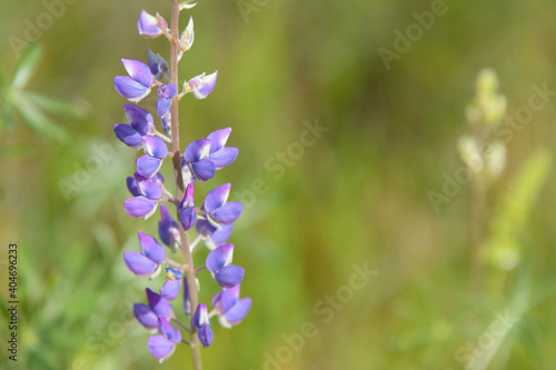 Purple wild flower blooming in natural habitat
