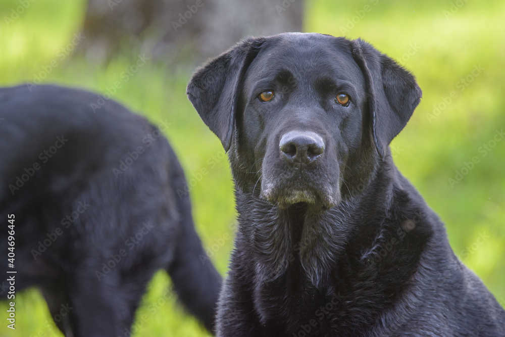 Black labrador dog outdoor portrait