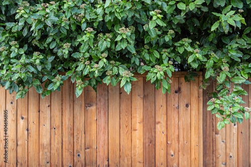 newly installed wooden fence under dense green bushes outside building