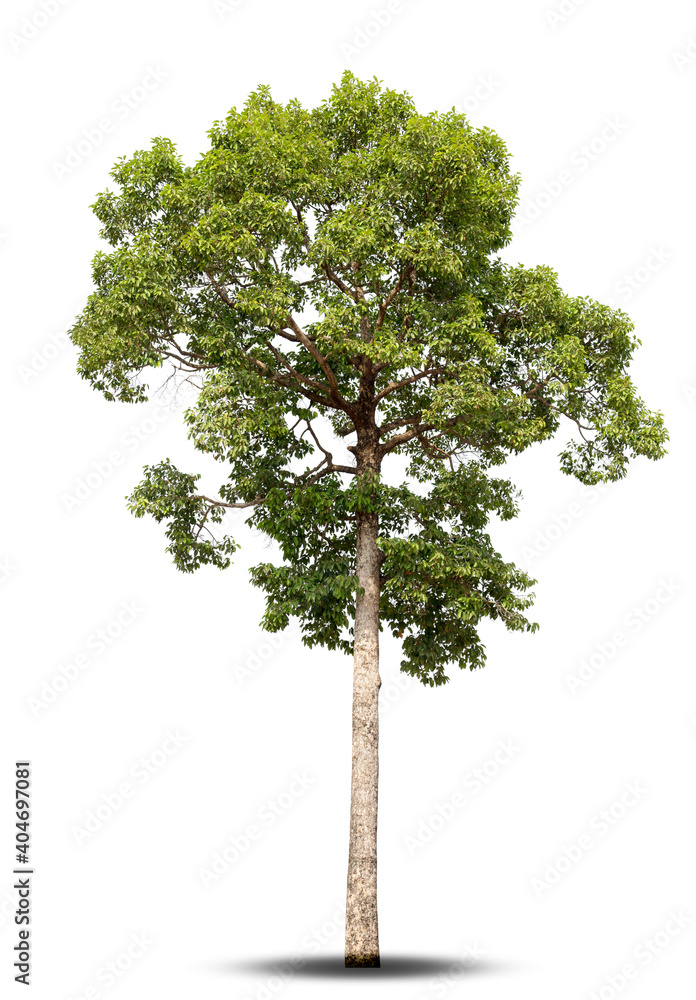 Trees isolated on white background, tropical trees isolated used for design, advertising and architecture. Trees isolated on white background, tropical trees isolated used for design, advertising and architecture.