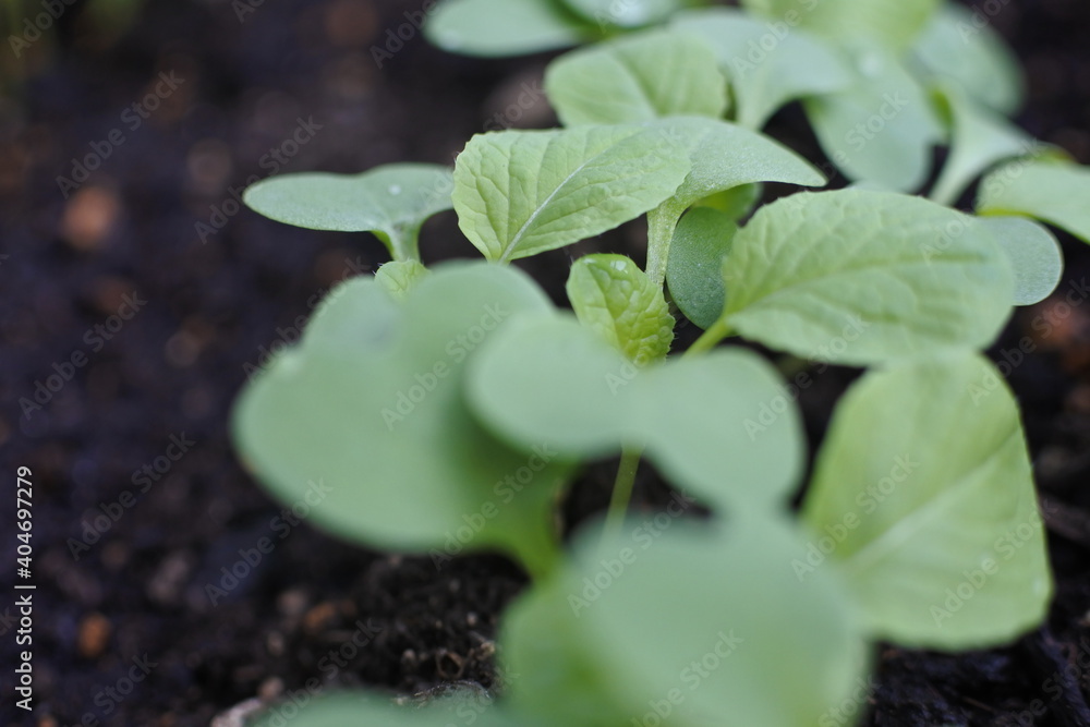A row of sprouts of Japanese mustard spinach is on the right side. A row of sprouts of Japanese mustard spinach is on the right side.