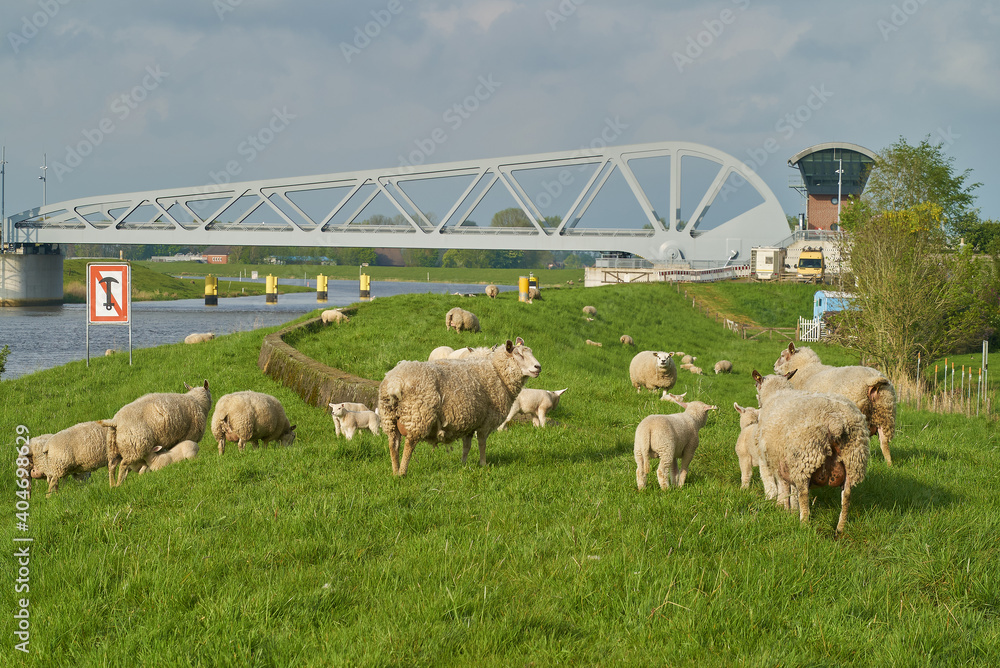Obraz premium sheep and lambs on the dike of the river Hunte (Germany) in front of the new bascule bridge on a sunny spring day