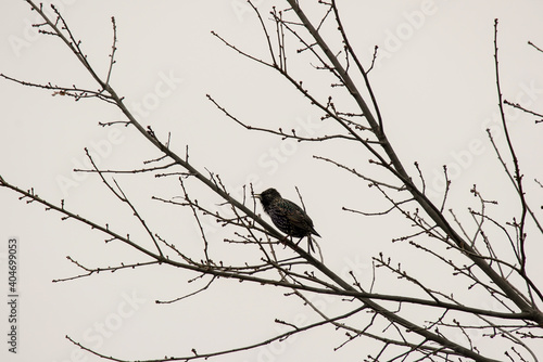 Common starling bird perching on a branch