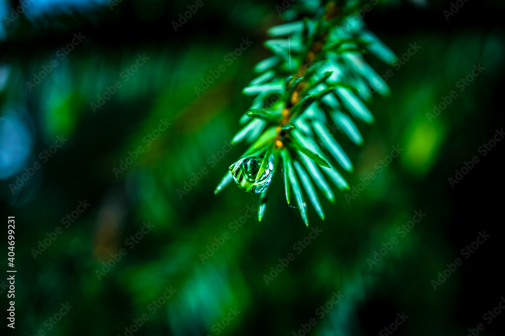 Macro shot of a reflective drop of water on a pine branch in an Irish forest park in the morning Macro shot of a reflective drop of water on a pine branch in an Irish forest park in the morning