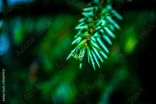 Macro shot of a reflective drop of water on a pine branch in an Irish forest park in the morning