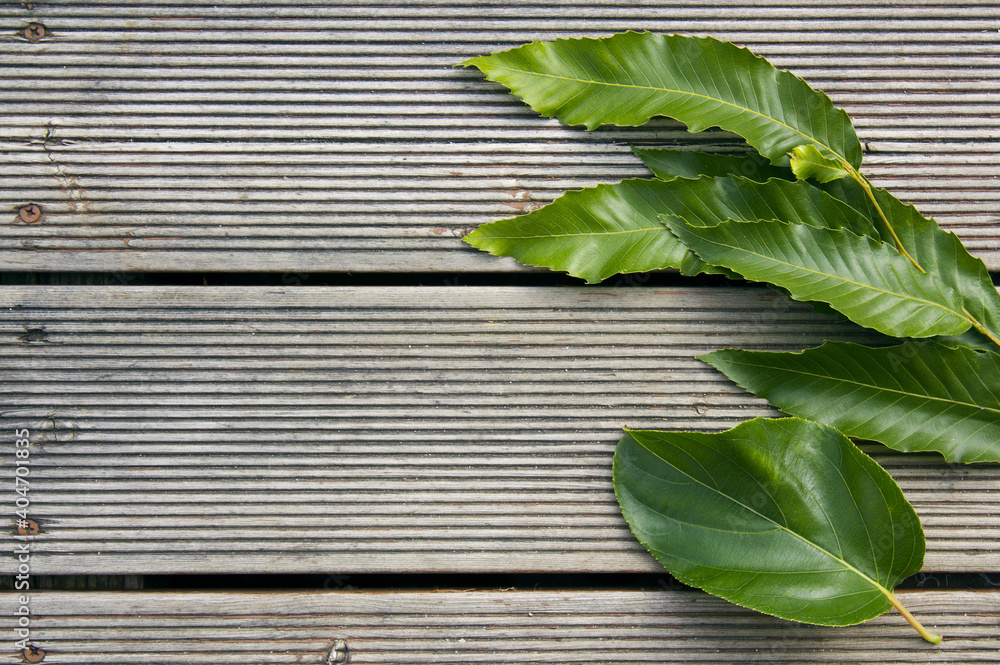 Obraz premium Chestnut Leaves on Wood Deck.