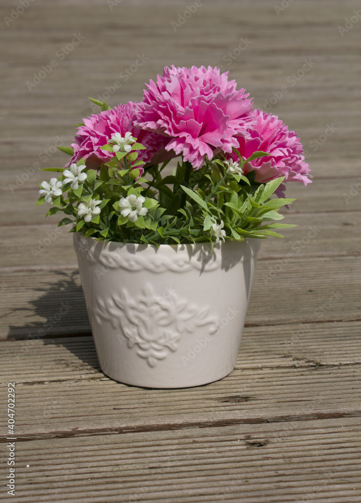 Pink carnations planted in white pots.