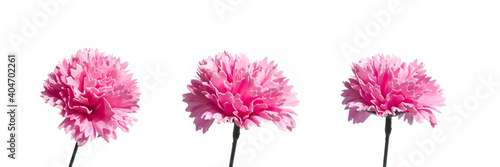 Fototapeta Naklejka Na Ścianę i Meble -  pink carnation flower made from soap on white background. pink cloves flowers .