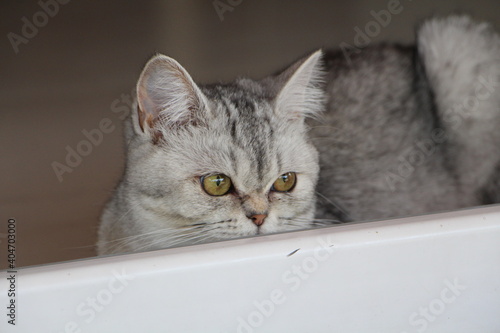 Portrait of a silver Burmilla whiskas cat