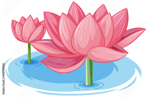 Two pink lotus in water