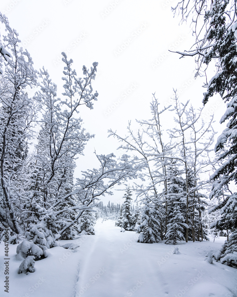 An amazing snowy winter wonderland in northern Canada during freezing cold temperatures in December. White out conditions with grey, cloudy skies. An amazing snowy winter wonderland in northern Canada during freezing cold temperatures in December. White out conditions with grey, cloudy skies.