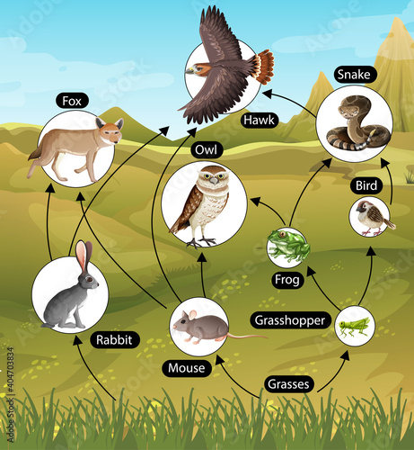Education poster of biology for food chains diagram