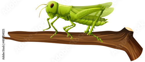Fototapeta Naklejka Na Ścianę i Meble -  Close up of grasshopper on a branch on white background