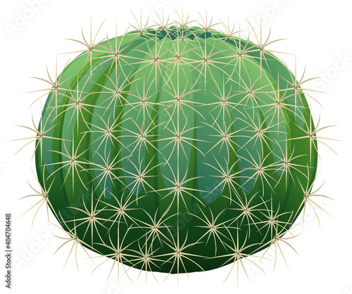 Barrel Cactus isolated on white background