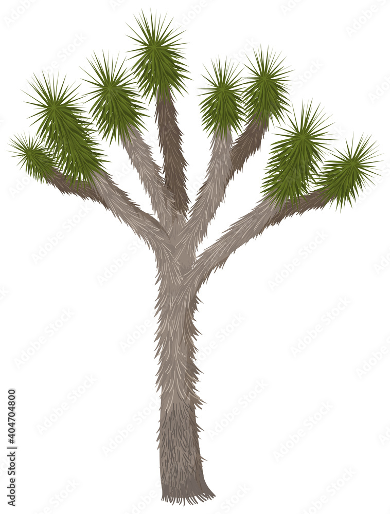 Joshua Tree isolated on white background Joshua Tree isolated on white background