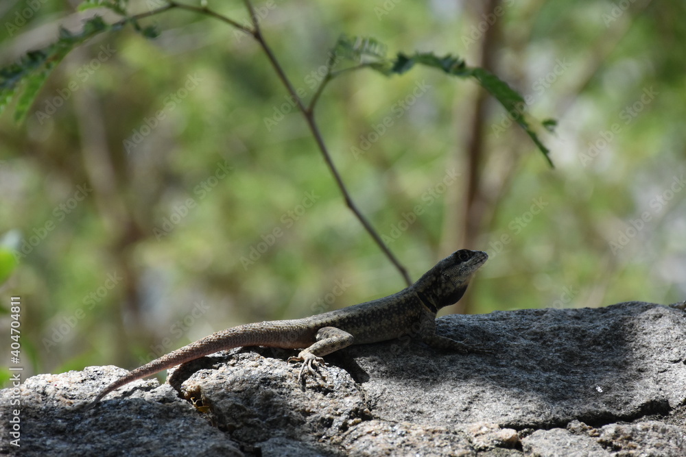 lizard on the rock